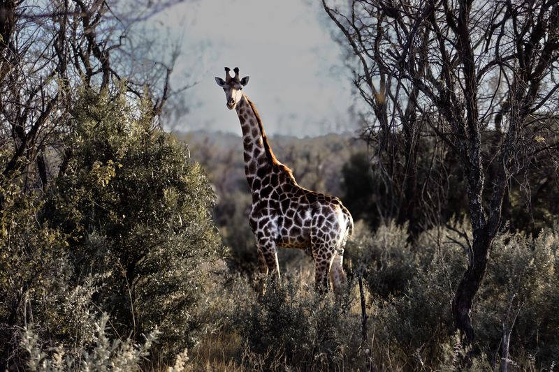 A giraffe stands among bare trees