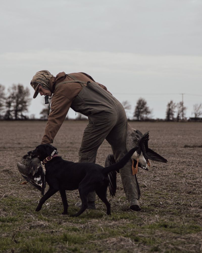 A hunter takes a goose from his black Lab in a bare field