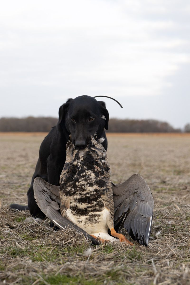 A black Lab holds a goose in the stubble field